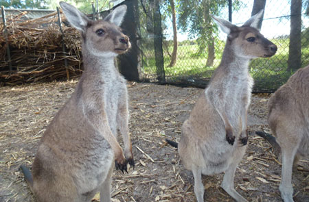 kangourou-peel-zoo