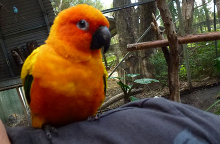 peel-zoo-oiseau-multicolors