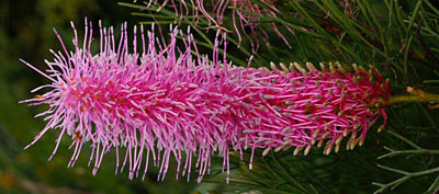 fleurs australie grevilleas