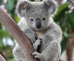 koala en Australie