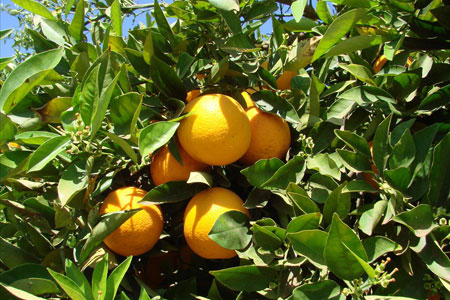 fruitpicking-orange