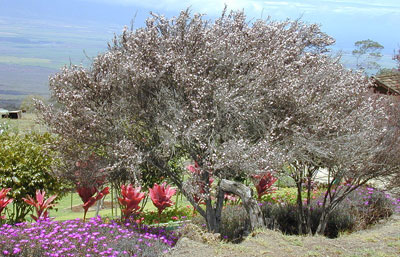 fleurs Leptospermum australie