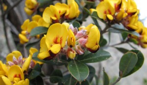 fleurs Pultenaea Australie