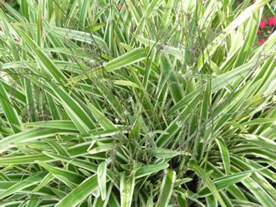 fleurs dianella australie