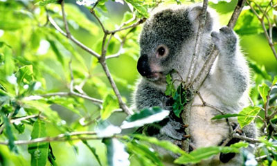 eucalyptus australie koala