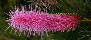 fleurs australie grevilleas