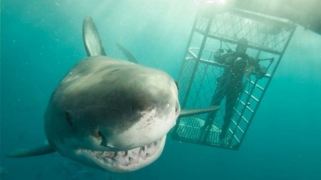 nager avec les requins à Port Lincoln