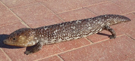 animal bizarre en Australie