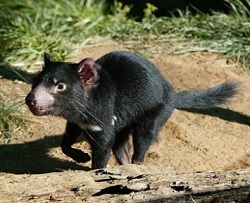 diable de tasmanie en Australie