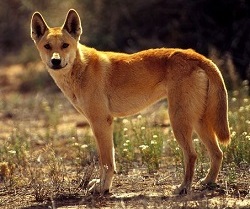 dingo en Australie