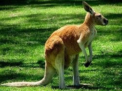 kangourou en Australie