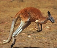 kangourou roux en Australie