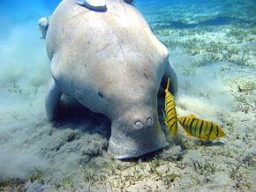 Le dugong en Australie