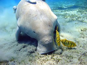 dugong australie