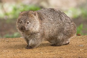 Le wombat en Australie