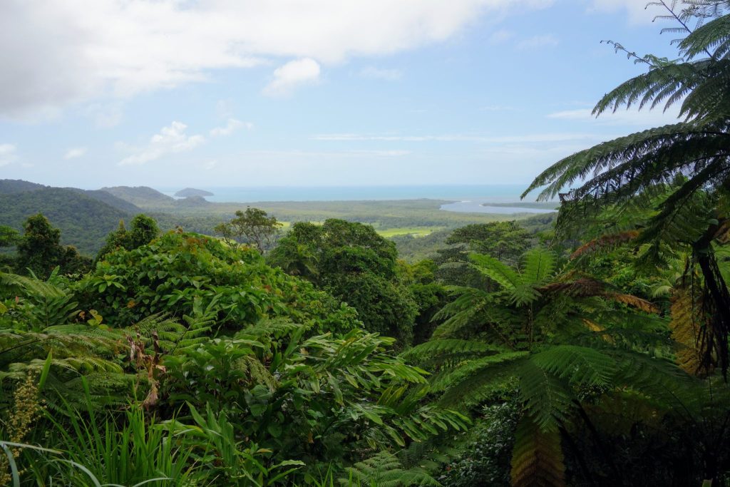 daintree forest